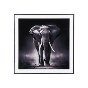 Obraz 50x50 cm Elephant - PT LIVING