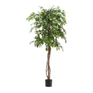 Umelý fikus (výška  180 cm) Ficus – Kave Home
