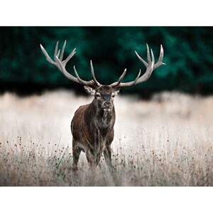 Obraz 85x113 cm Deer - Styler