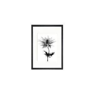 Obraz Tablo Center Thistle Vibes, 24 × 29 cm