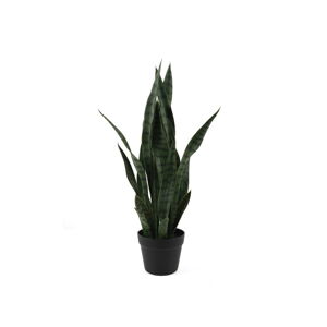 Sušená rastlina (výška  66 cm) Sansevieria – PT LIVING