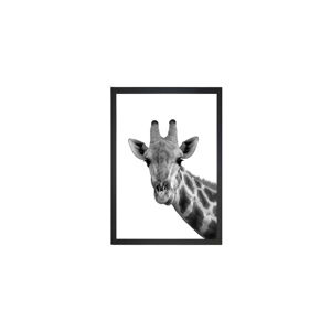 Obraz Tablo Center Giraffe Portrait, 24 × 29 cm